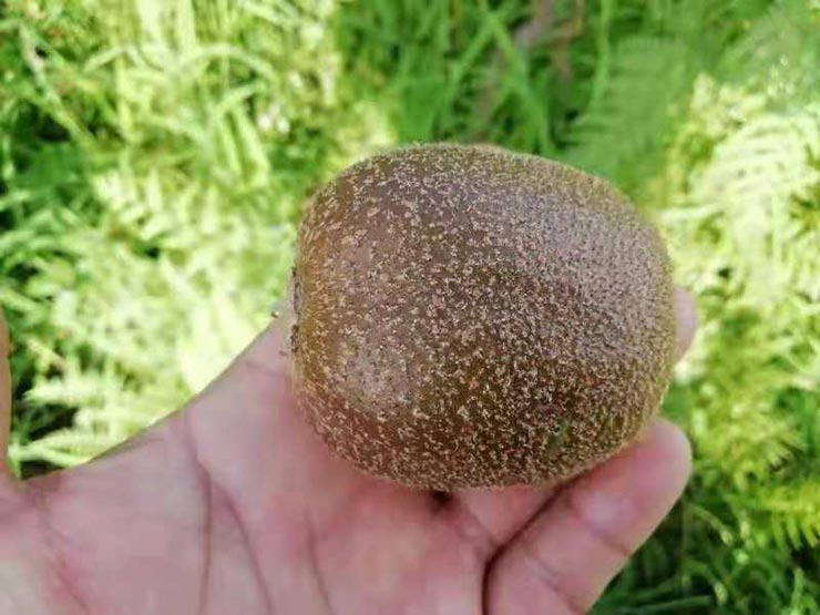 KU�Ρ�(���ݿ���)�ٷ���վ